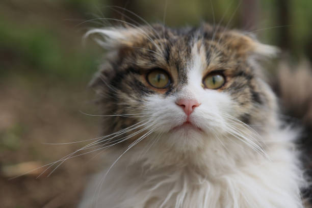 istock A cat with a fluffy white face and a black nose 2150442162