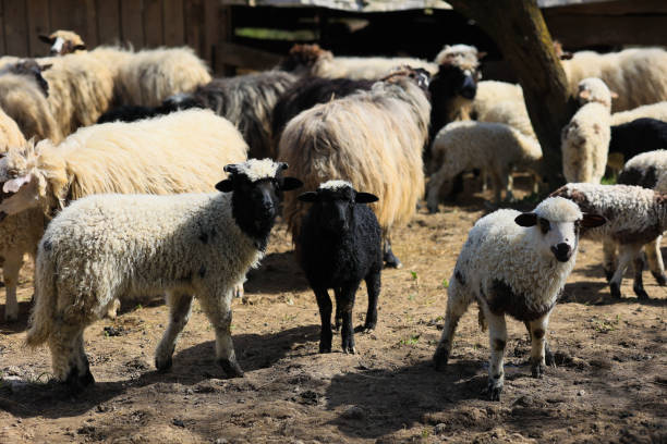 istock A herd of sheep are standing in a field 2150442166