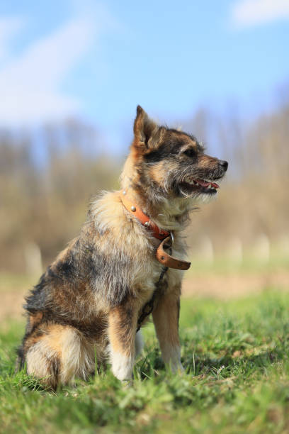 istock A dog is sitting on the grass and looking at the camera 2150442177
