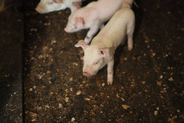 Three white pigs are standing in a dirt pen. One of the pigs is looking at the camera
