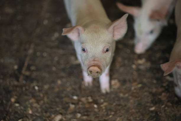 istock A small white pig is standing in a pen with other pigs 2150442207