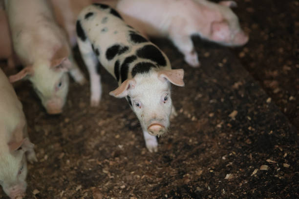istock A group of pigs are standing on a dirt floor 2150442210