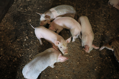 A group of pigs are huddled together on a dirt floor. They are all white and appear to be young