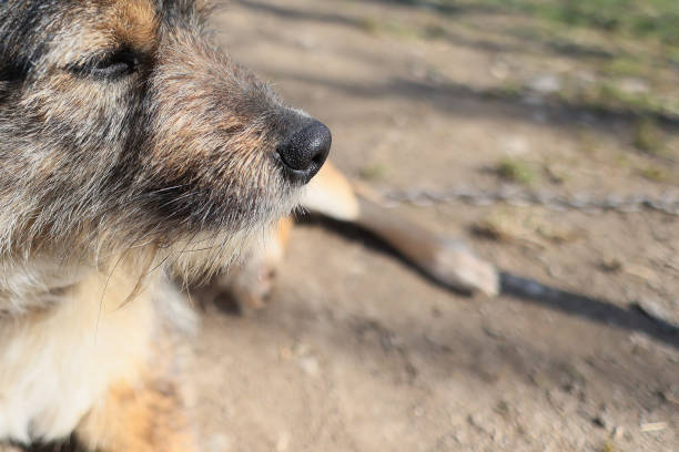 A dog is laying on the ground with its head down. The dog is chained to a tree