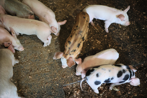 A group of pigs are eating in a pen. Some of them are black and white