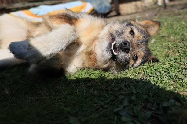 istock A dog is laying on the grass and smiling 2150442251