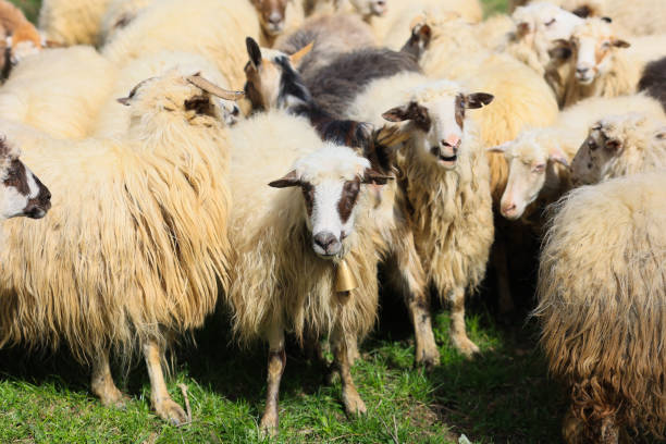 istock A herd of sheep are standing in a field 2150442258