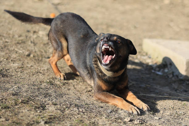 istock A dog is laying on the ground and has its mouth open 2150442259