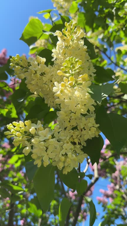 Yellow Lilac’s fragrant pale, creamy yellow flowers bloom in mid-spring, vertical video.