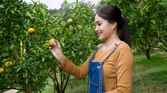 Asian female in mustard shirt, denim overalls examines orange in orchard, background blurred, serene expression, long hair, natural setting. Working in orange orchard ready for harvest