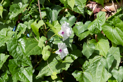 Man of the Earth, Wild PotatoVine, Ipomoea pandurata is a native, perennial, deciduous, vine in the morning glory family. It has heart-shaped leaves and white flowers with pink to purple centers.