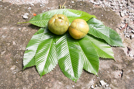 Chalta or elephant apple on it's leaves. A kind of sour apple. Dillenia indica.