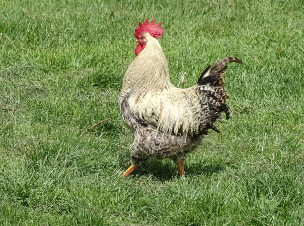istock Rooster in the grass in Maramures, Romania 2150444070