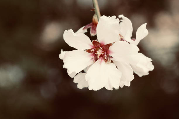 Close up of delicate almond blossoms adorning a branch in the serene petrin gardens of prague, capturing the essence of a revitalizing spring copy space