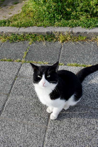 istock Stray cat in public park and looking camera 2150445564