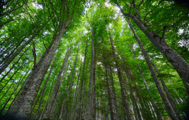 istock the splendid autumn forest, a source of oxygen and air purification 2150446175
