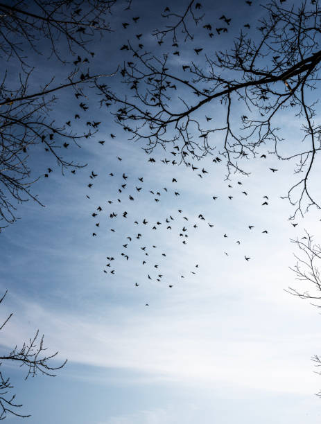 istock Birds gathering on bare woodland trees 2150446195