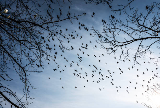 Birds gathering on bare woodland trees