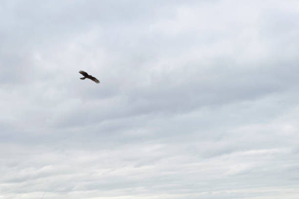 Chimango caracara flying under the blue sky