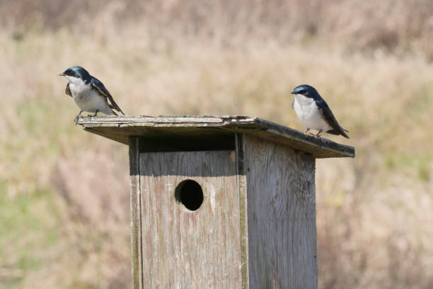 istock Tree swallows perched on a birdhouse at the Pitt River Dike Scenic Point 2150446389