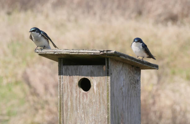 istock Tree swallows perched on a birdhouse at the Pitt River Dike Scenic Point 2150446392