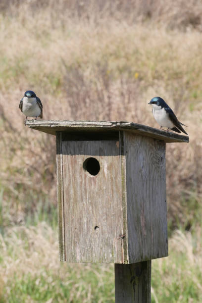 istock Tree swallows perched on a birdhouse at the Pitt River Dike Scenic Point 2150446456