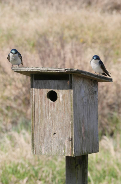 istock Tree swallows perched on a birdhouse at the Pitt River Dike Scenic Point 2150446457