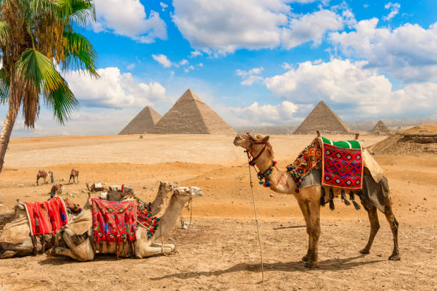istock Camels resting in Giza 2150446723