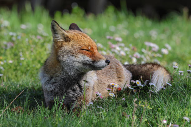 istock The best of nature... Red Fox 2150446841