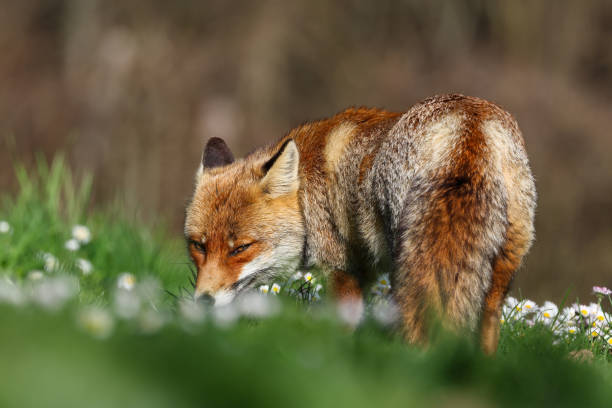 istock The best of nature... Red Fox 2150447236