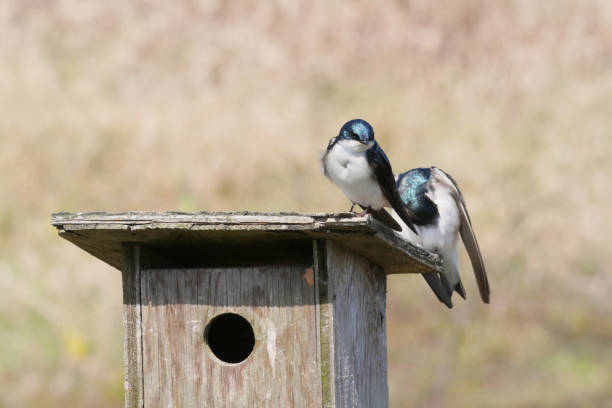 Tree swallows perched on a birdhouse during a spring season at the Pitt River Dike Scenic Point in Pitt Meadows, British Columbia, Canada.