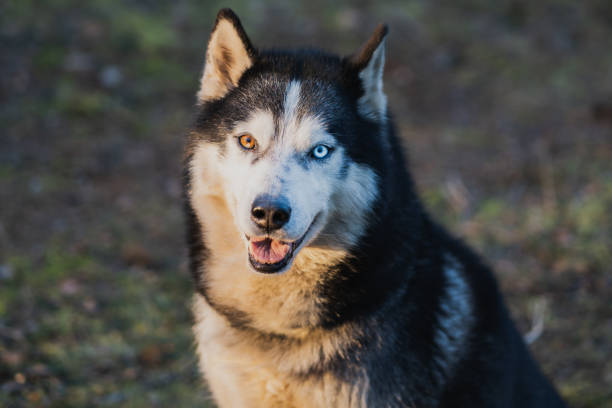 Beautiful adult husky dog with multi-colored eyes.