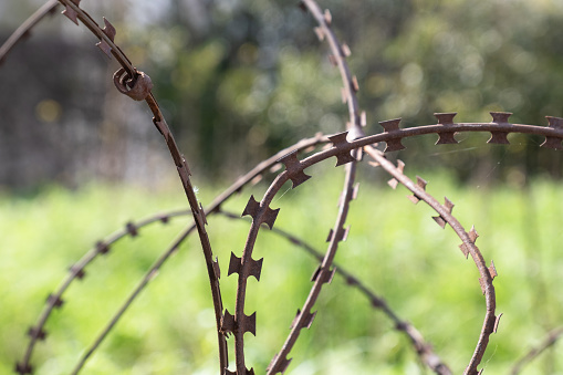 razor wire fence. green grass in the background,