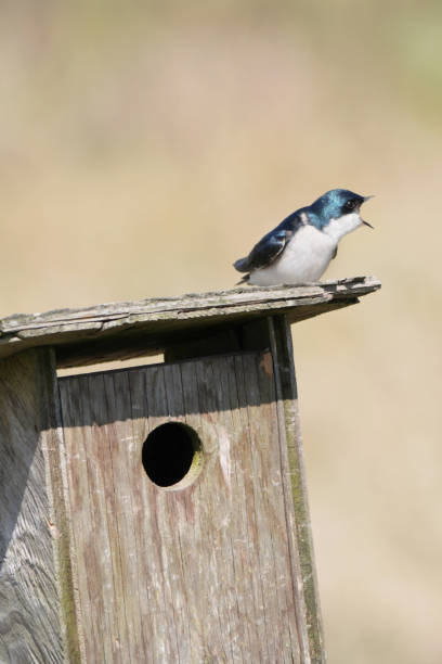 istock Tree swallow perched on a birdhouse at the Pitt River Dike Scenic Point 2150448792