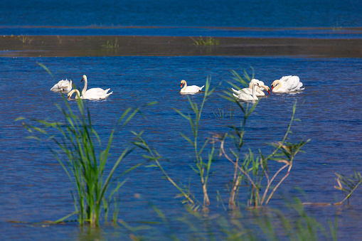 Flock of white swans swimming in the lake. Nature series. Birds nature reserve