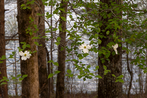 A scenic view of blooming Dogwood flowers in Nantahala National Forest in western North Carolina.