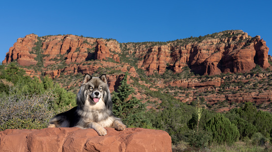 Long hair husky dog posing for an outdoor portrait on a rock