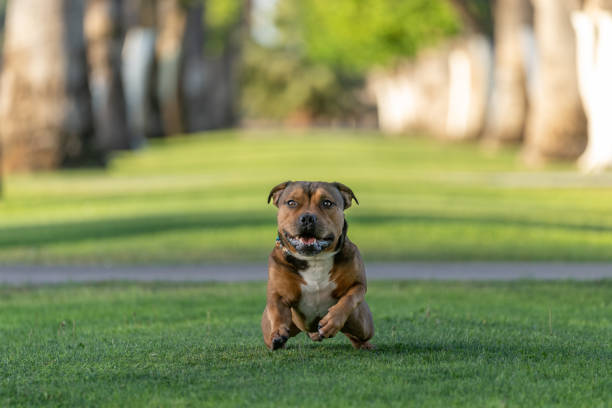 Brown Staffordshire terrier on the grass just starting to pop up and run