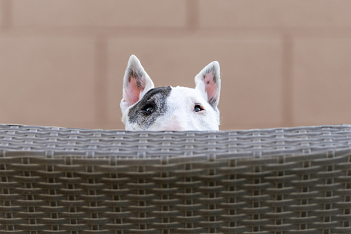 Older white mini bull terrier peeking over the top of a chair