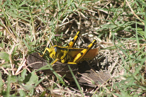 A close up of a yellow and black grasshopper known as a spotter bird grasshopper