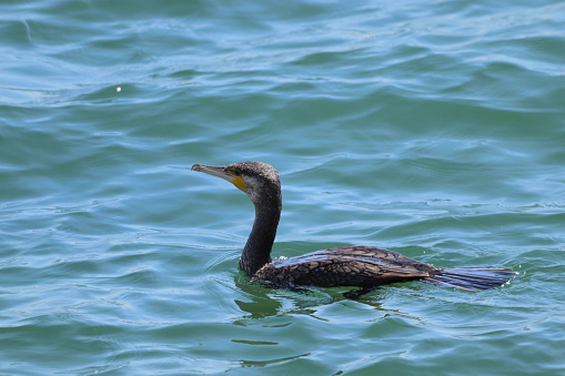 It is a sunny spring day (end of April) on the seashore. Waterfowl are in full swing. Like this cormorant, which has just surfaced after diving for fish and is about to sink again