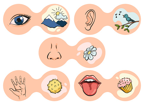 Cartoon sensory organs icons. Nose, ear, hand, tongue and eye. Five human senses education concept. Vector illustration isolated on white background.