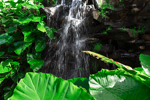 Tropical waterfall in the garden with green leaves. Fresh green nature with water cascade