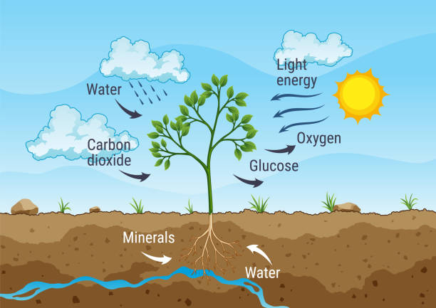 2,100+ Photosynthesis Process Stock Photos and Royalty-Free