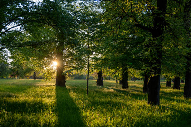 istock Low sun shines through the trees in the park 2150453839