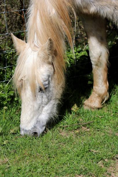 istock Horses roaming the hill 2150453898