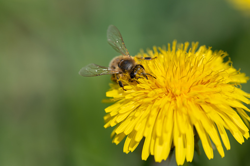 A small honeybee searches for pollen on a yellow dandelion flower. The background is green. The bee is covered in pollen.