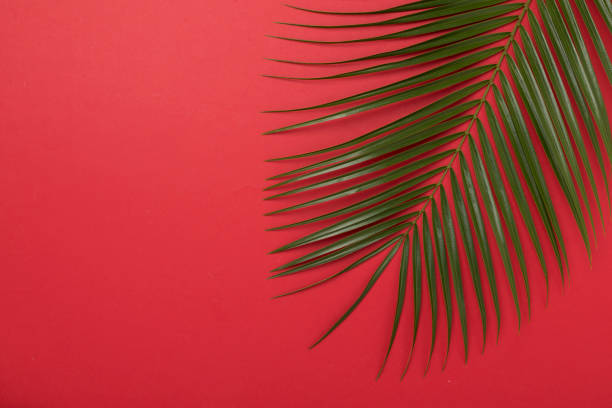 istock Green palm leaves on color background, top view 2150456488