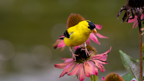 Male goldfinch pollinating