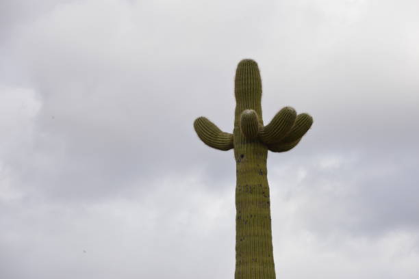 Winter in Saddle Mountains,TONOPAH, Arizona,